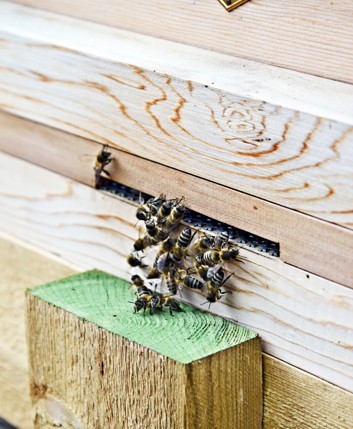 A group of bees crawl out of a slot on the outside of a beehive